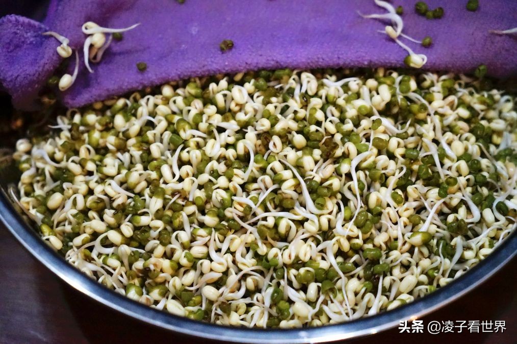 矿泉水瓶发豆芽的做法,黄豆芽怎么泡发做豆芽