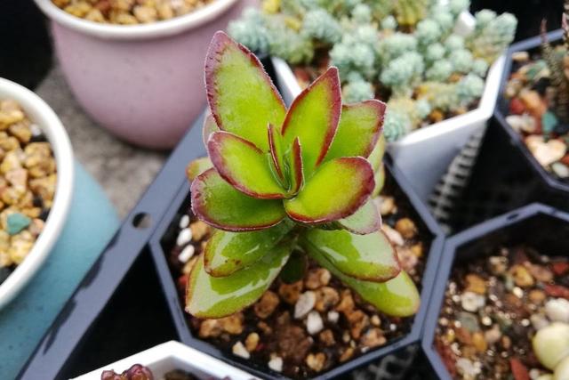 多肉天狗之舞应该如何管理养护,天狗之舞多肉有什么功效