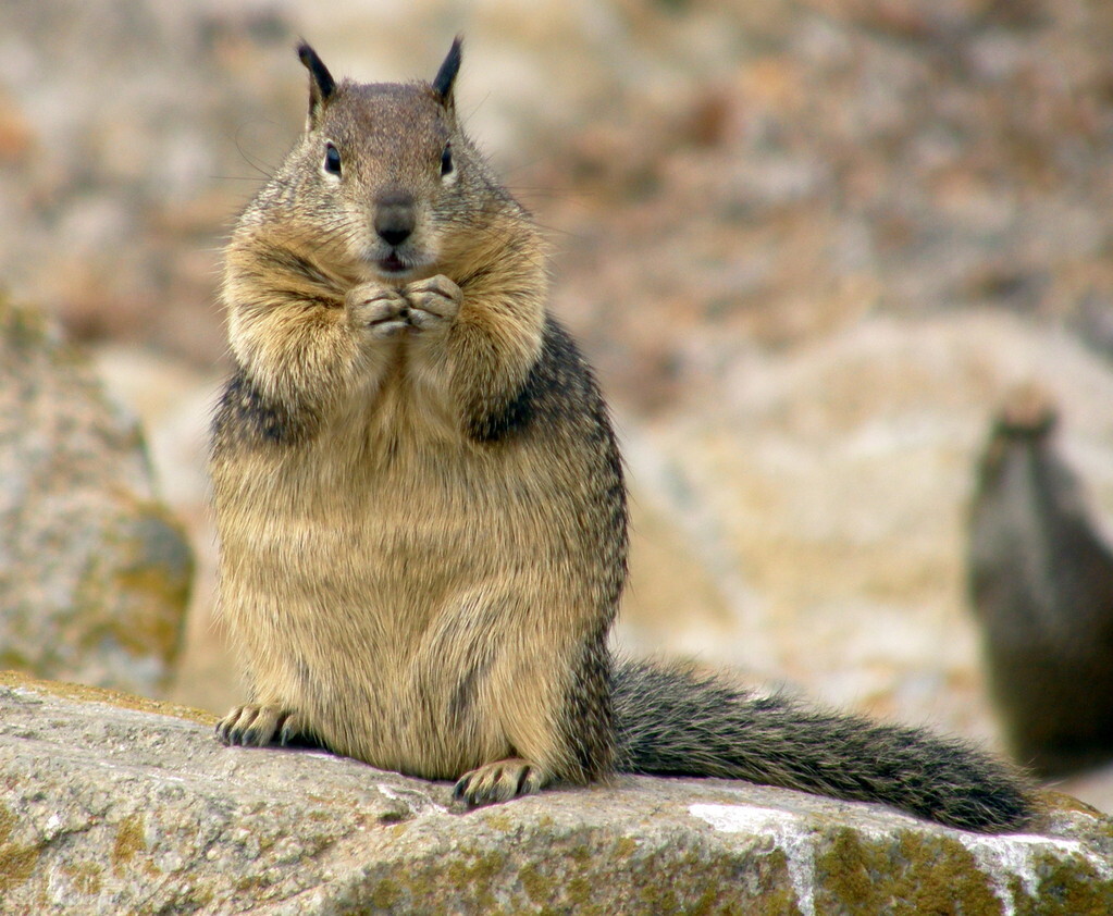 养土拨鼠会出现什么问题,土拨鼠可以养吗犯法吗