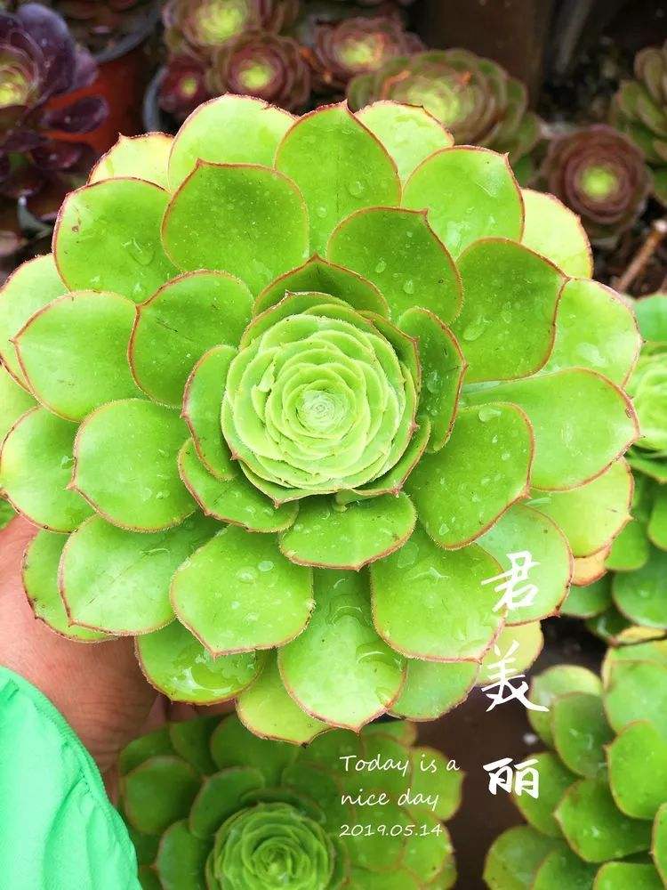 1000种多肉植物图鉴大全大图,景天科1000种多肉植物图鉴