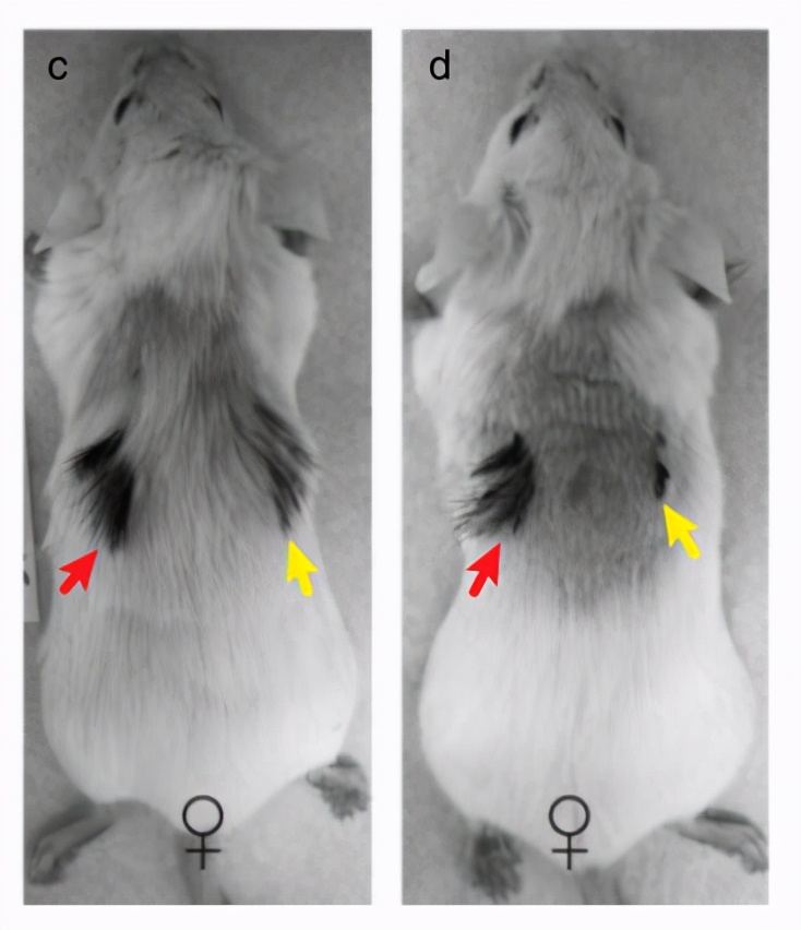 激动哭…科学家找到压力致秃的真相,头秃的你有救了!