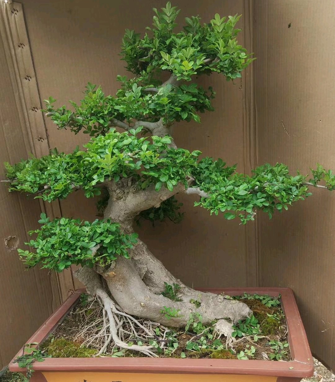 白蜡树叶子枯萎是什么原因,白蜡树叶片枯萎怎么救活