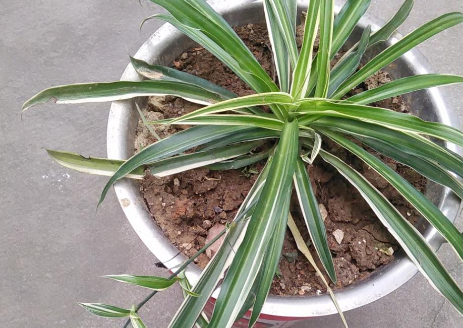 夏季吊兰烂根什么原因,吊兰干尖黄叶怎么办