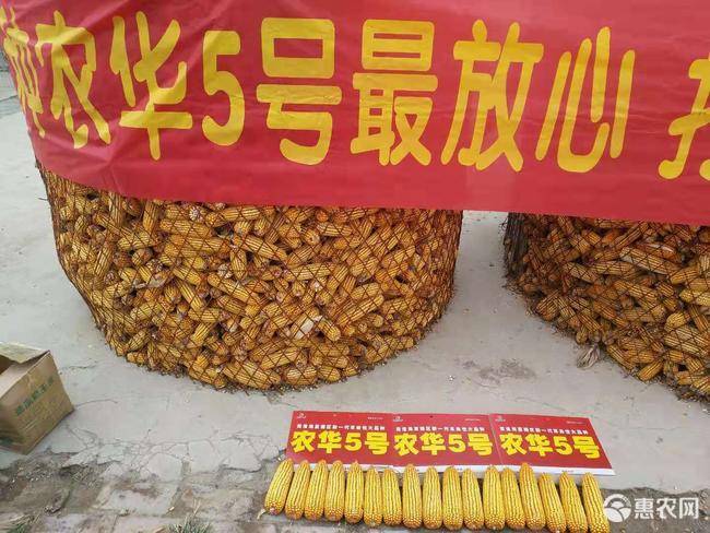 抗性好容重高的玉米种,抗逆性强的玉米种