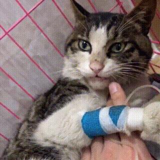 狸花猫被撞了,狸花猫受重伤