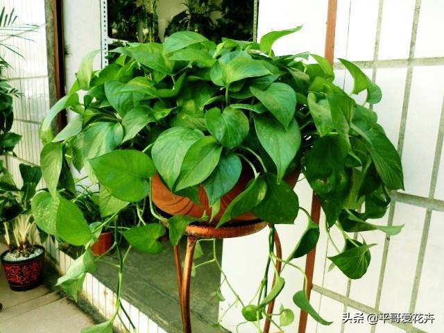 吸附甲醛净化空气的好养的花,室内净化空气除甲醛最好养什么花