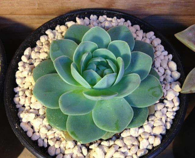 1000种多肉植物图鉴大全大图,景天科1000种多肉植物图鉴