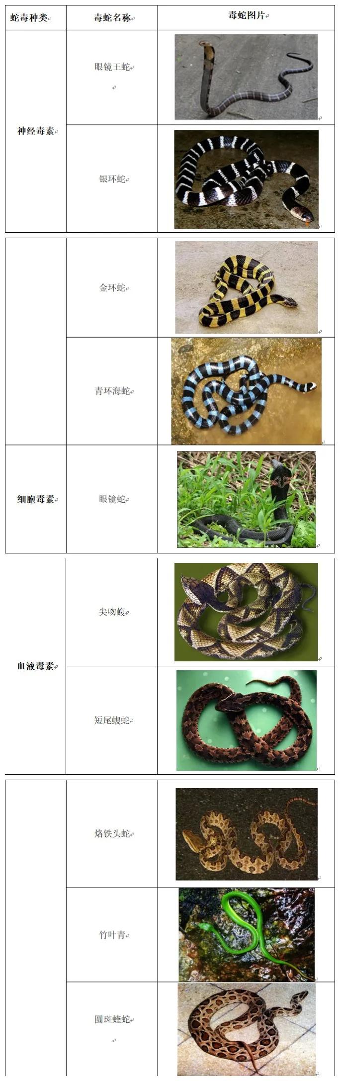 别慌，遇到蛇咬伤要这样处置！