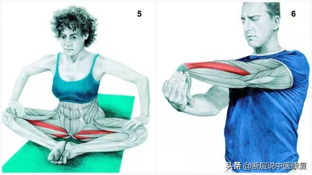 肌肉拉伸组图,最全的16种肌肉拉伸动作
