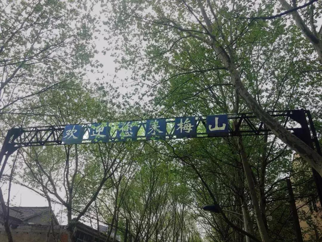 南京梅山目前是否属于上海,南京梅山小上海