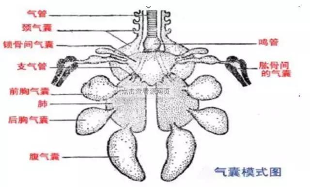 急求！鸡得了气囊炎该怎么办啊？