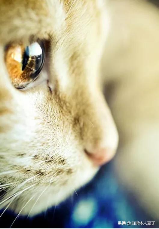 猫咪喂食的正确方法和注意事项,怎么给猫咪喂猫粮才有食欲