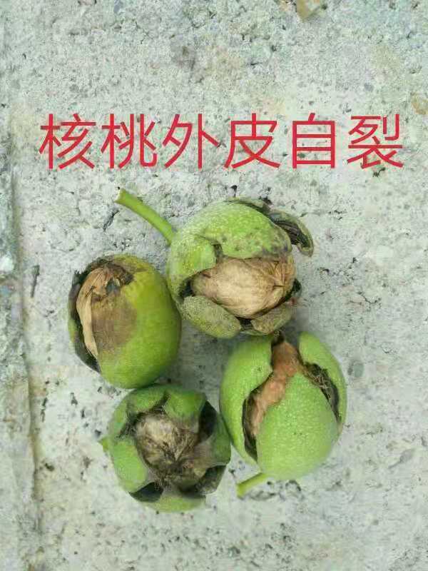 特早熟高产核桃,核桃硒府一号南方种植