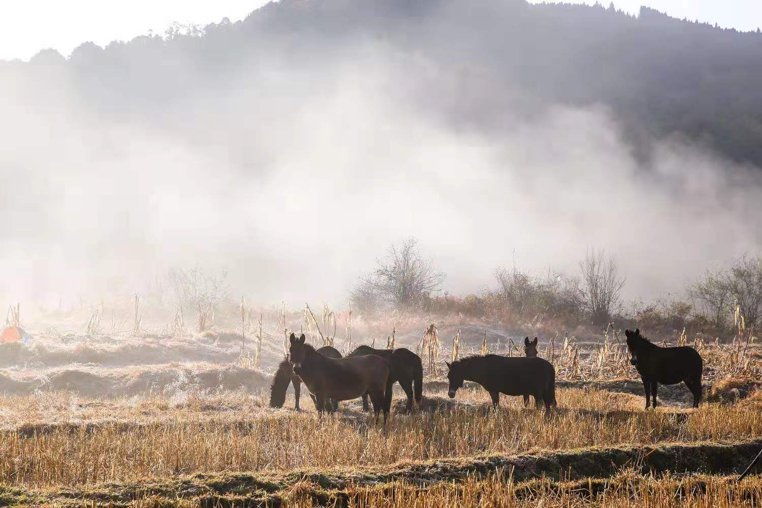 云南瑞丽腾冲离缅甸有多远,瑞丽与腾冲地理位置