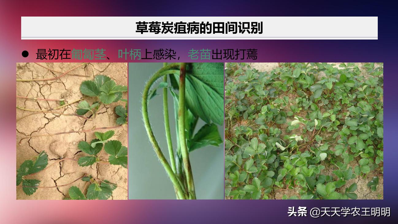 草莓小苗移栽大棚发炭疽病怎么办,草莓炭疽病初期苗还可以治好吗