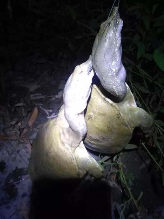 钓甲鱼的猪肝用不完怎么处理,用猪肝钓甲鱼钩如何挂饵图解