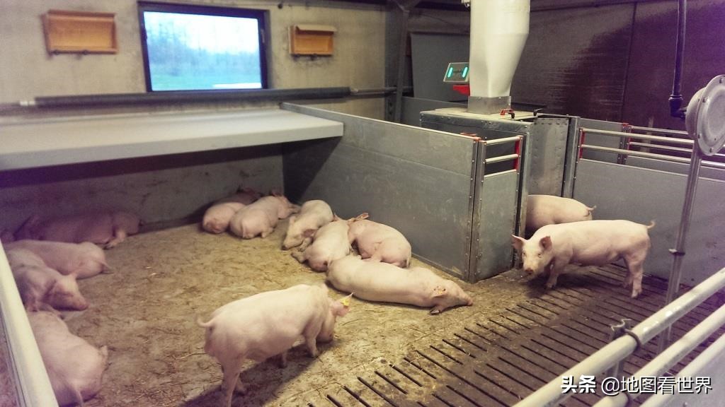 丹麦世界养猪强国,丹麦的养猪业究竟有多发达