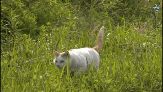 大家都在争抢猫爪杯？吸猫的最高境界，带着摄影机“猫步走天下”