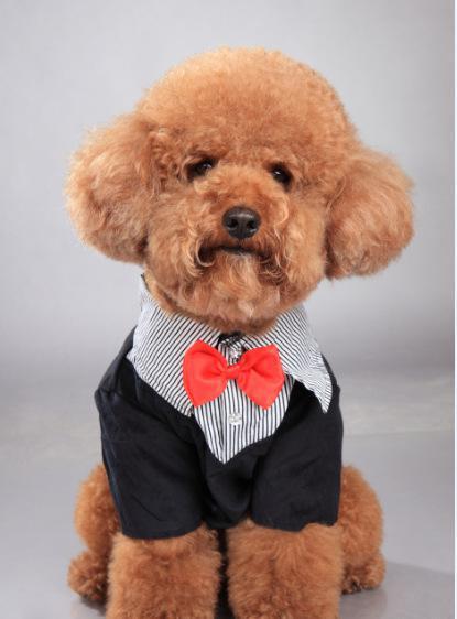 泰迪生病了一直躲着自己睡觉,泰迪命短的坏习惯有哪些