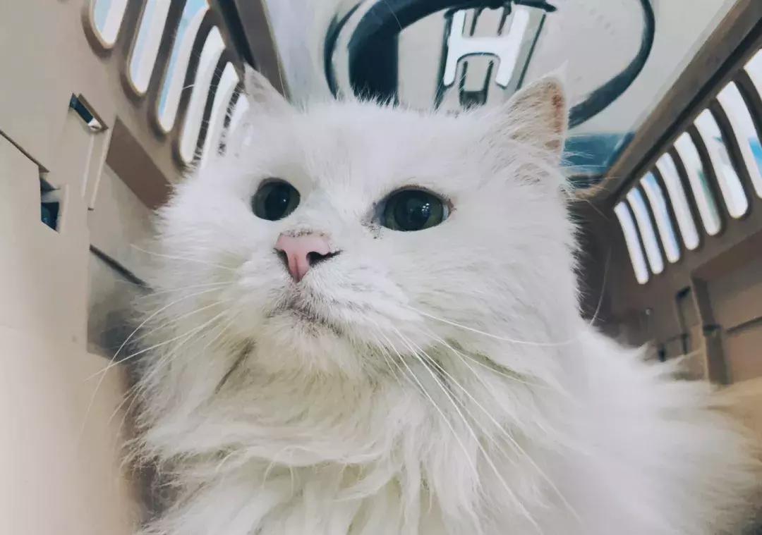 我们猫,我家猫只对我叫