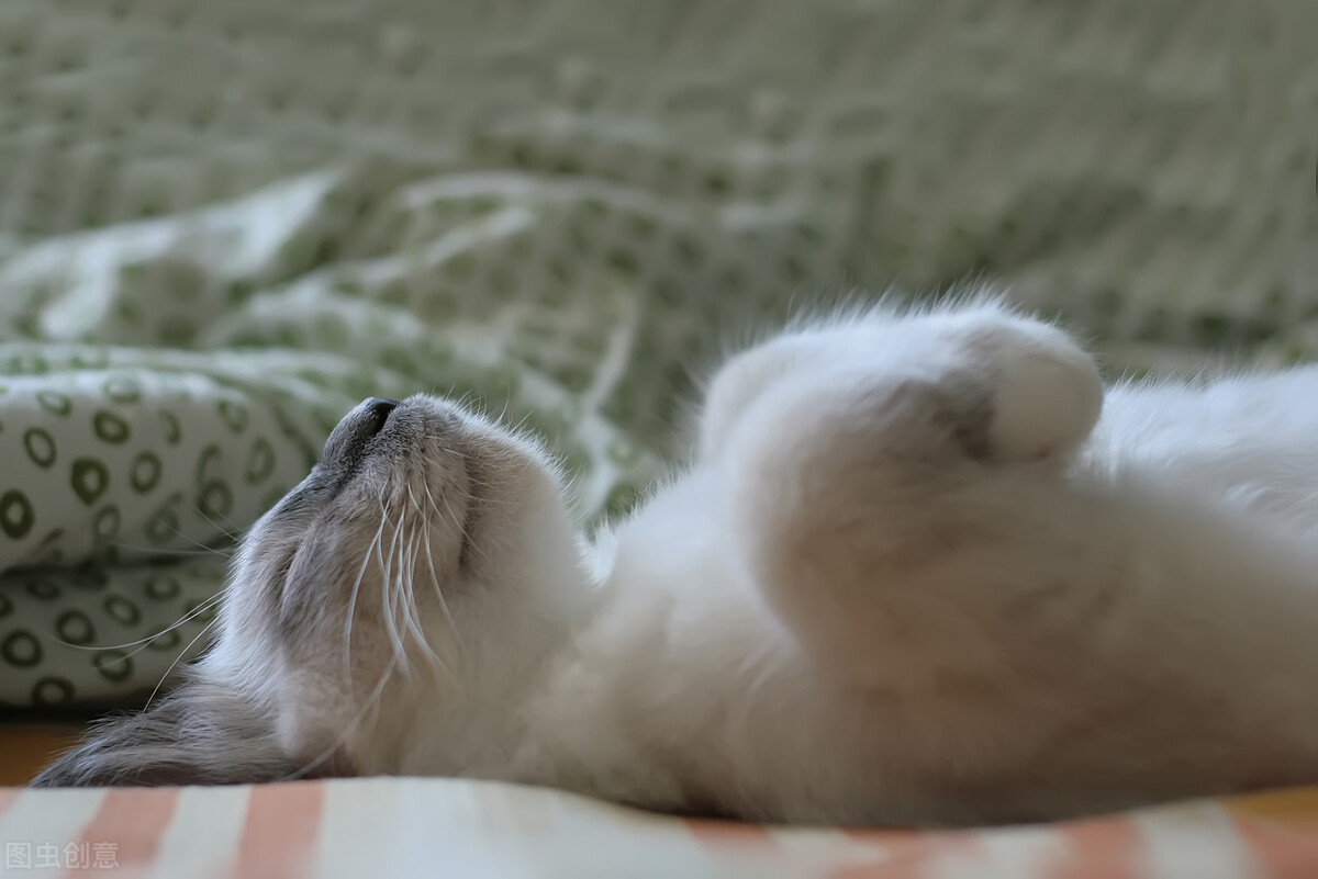 夏天猫咪掉毛有什么机器处理,猫咪老是掉毛吃猫用卵磷脂有用吗