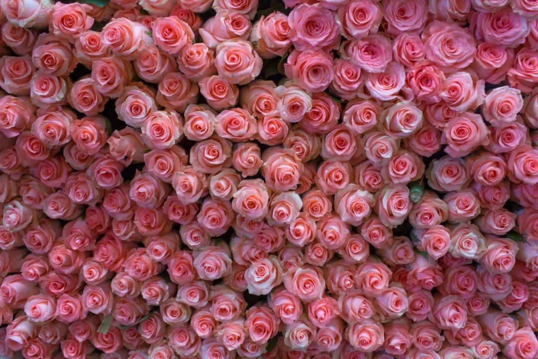 花卉市场卖花和鲜花店卖花,最繁华的花卉市场