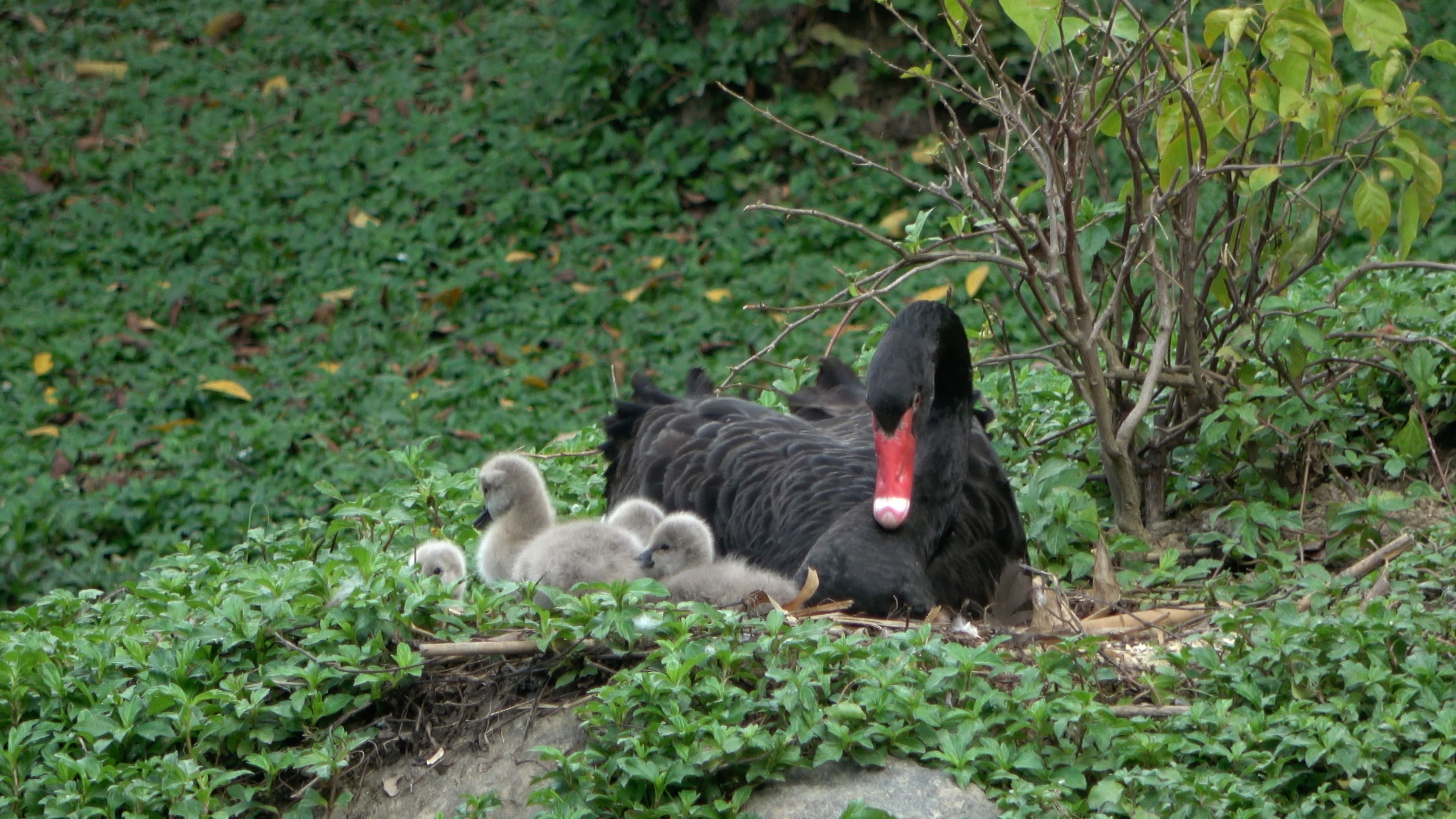 清远森波拉避暑胜地,森波拉奇妙世界温泉门票价格