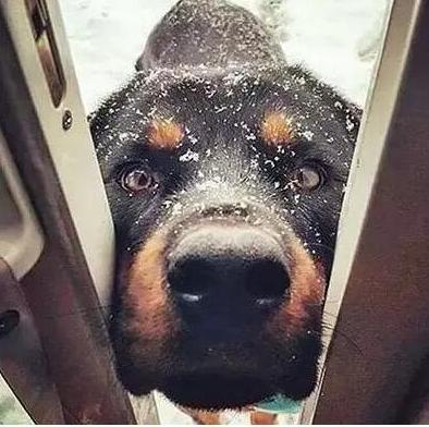 罗威纳三四个月为啥很怂,罗威纳的性格适不适合养