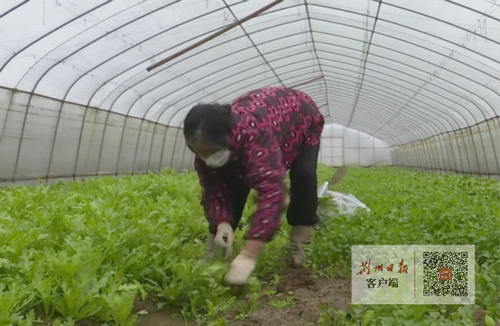 惊蛰忙种麦谷物种大田,惊蛰节气春耕忙完整版