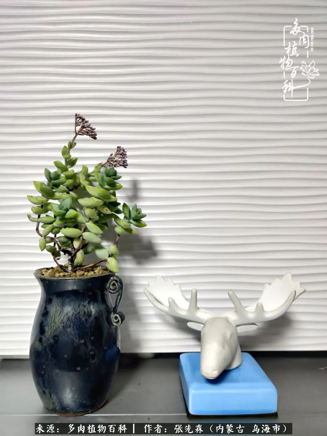 吸取教训，不断探索，英语老师的多肉碎碎念