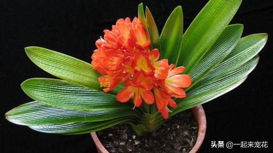 君子兰容易生什么虫,君子兰小飞虫