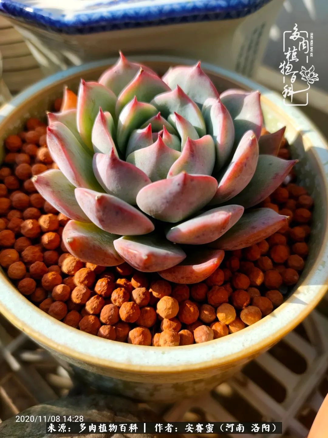 现在是多肉最美的季节,多肉最美的季节来啦