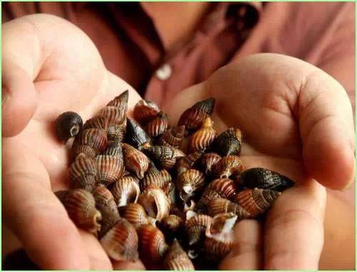 爱撩螺的广西人,近期千万别碰这东西!毒性很强,暂无药可解…