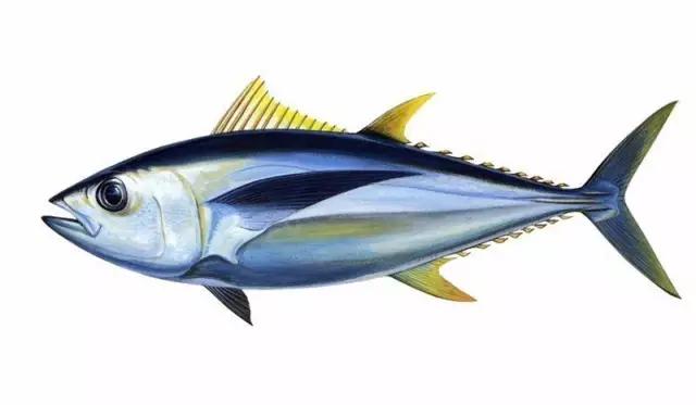 英国超市的鱼类有哪些,英国超市鱼的种类