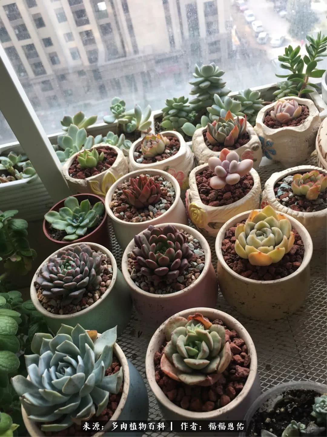 买买买，千里迢迢来相见，新的多肉成员来啦！