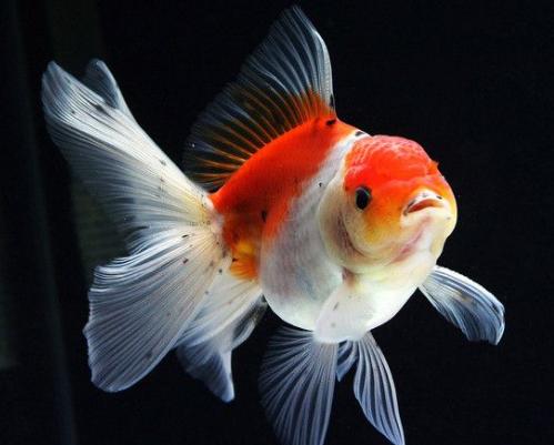 金鱼养几条好风水最好,草金鱼最好养