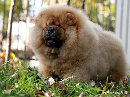 松狮犬的优缺点和怎么喂养,养松狮犬需要注意什么事项