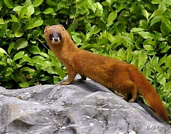 为什么老祖宗说黄鼠狼不能杀,老祖宗说黄鼠狼为什么不能杀