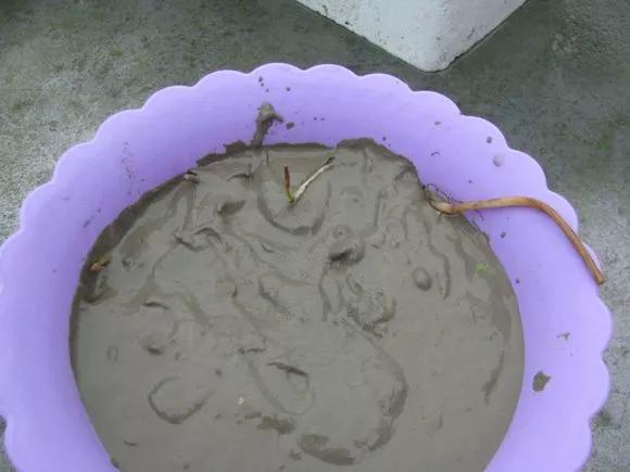 夏季这样养碗莲,碗莲怎么养才能开五颜六色的花