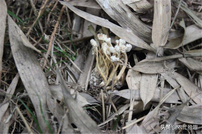 虫草放时间长不会有毒吧 (为什么说有的地方的虫草有毒)