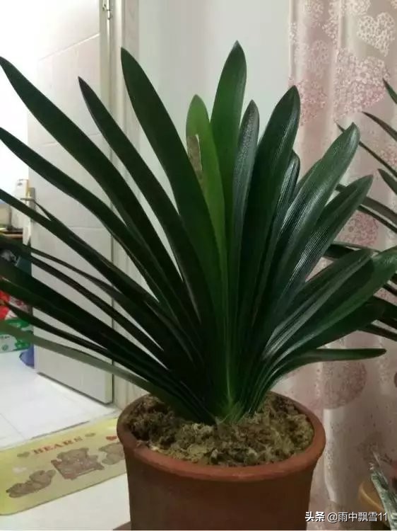 养君子兰的方法怎样管理才能开花,君子兰花芽分化后能用氮肥吗