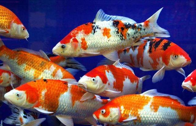 饲养大型冷水观赏鱼有哪些,冷水观赏鱼可以用加温棒吗