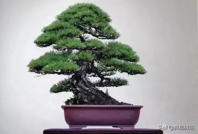 黑松盆景寓意 (黑松盆景风水)