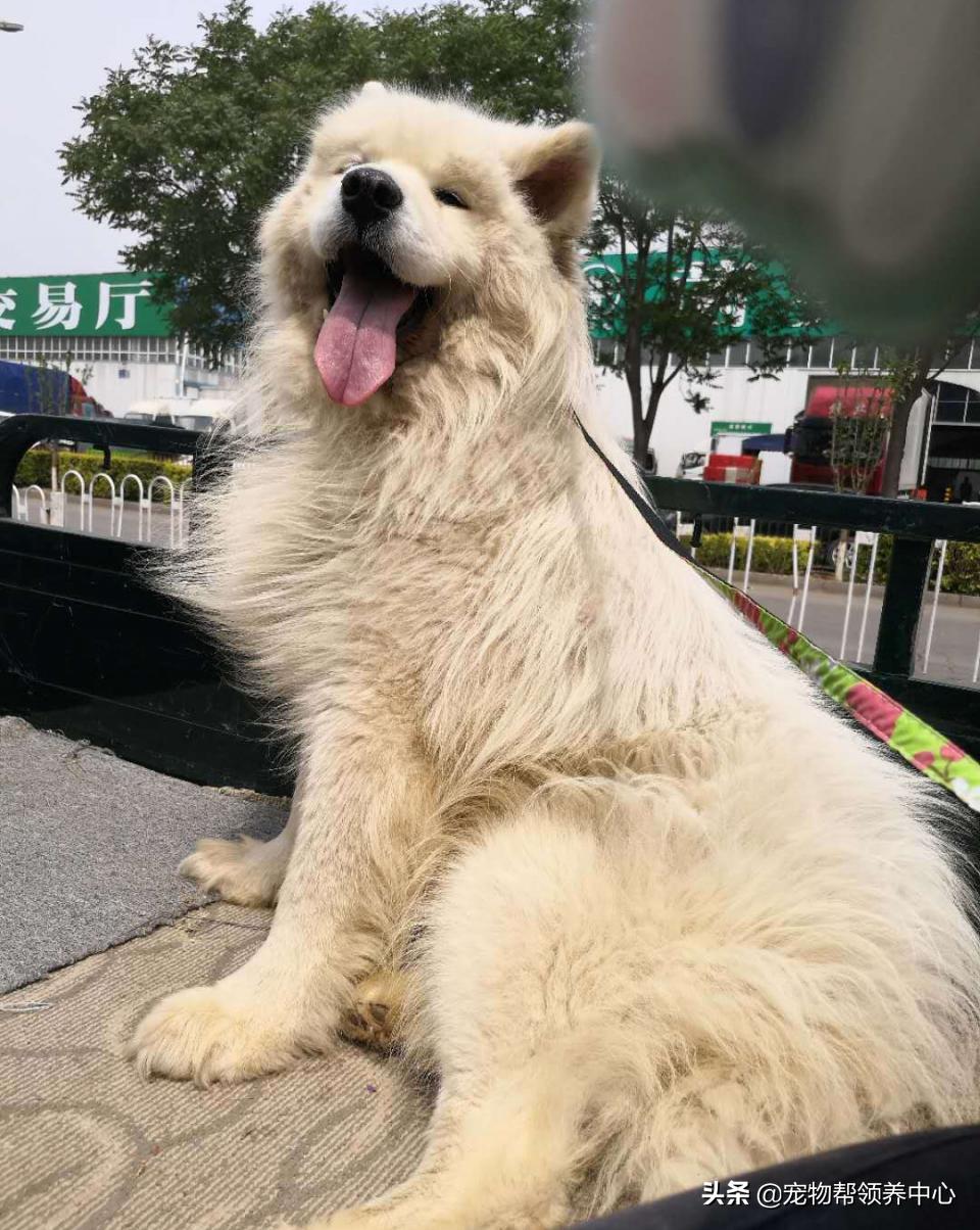 除夕,身上恶臭的萨摩耶在家门口流浪:为什么要抛弃我?