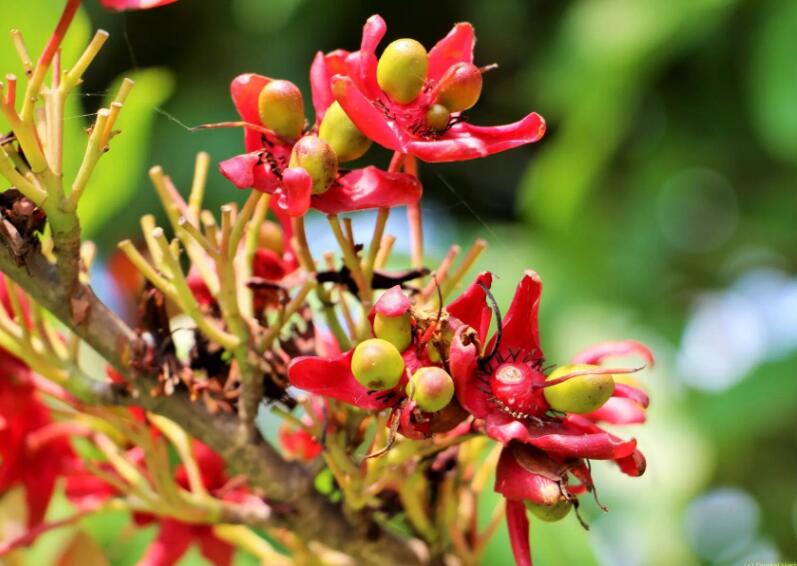 过年好吃的坚果有哪些,春节必吃的几种坚果