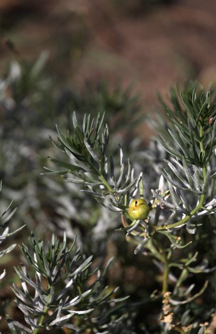 骆驼蓬是一种什么药材,中药材骆驼蓬配方
