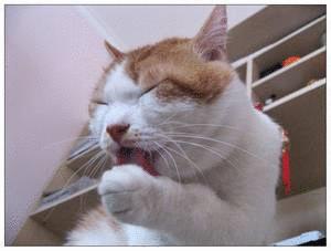 猫咪眼睛有分泌物怎么处理,猫咪眼部常见的疾病及日常护理