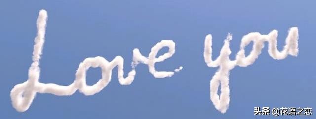 粉色菊花花语图文,小野菊的花语大全