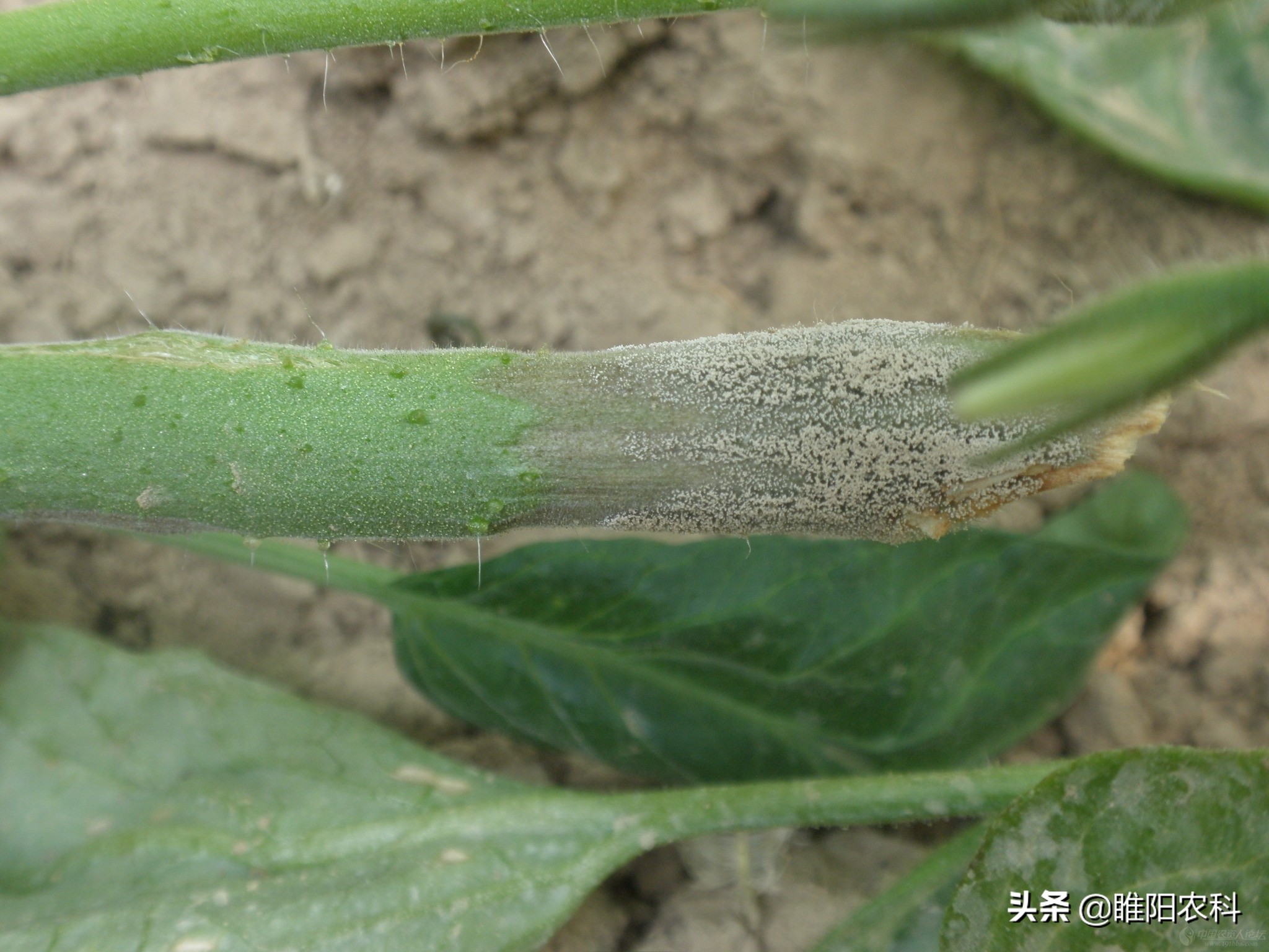 灰霉病很顽固,难根除,教你几个最有效的防治方法