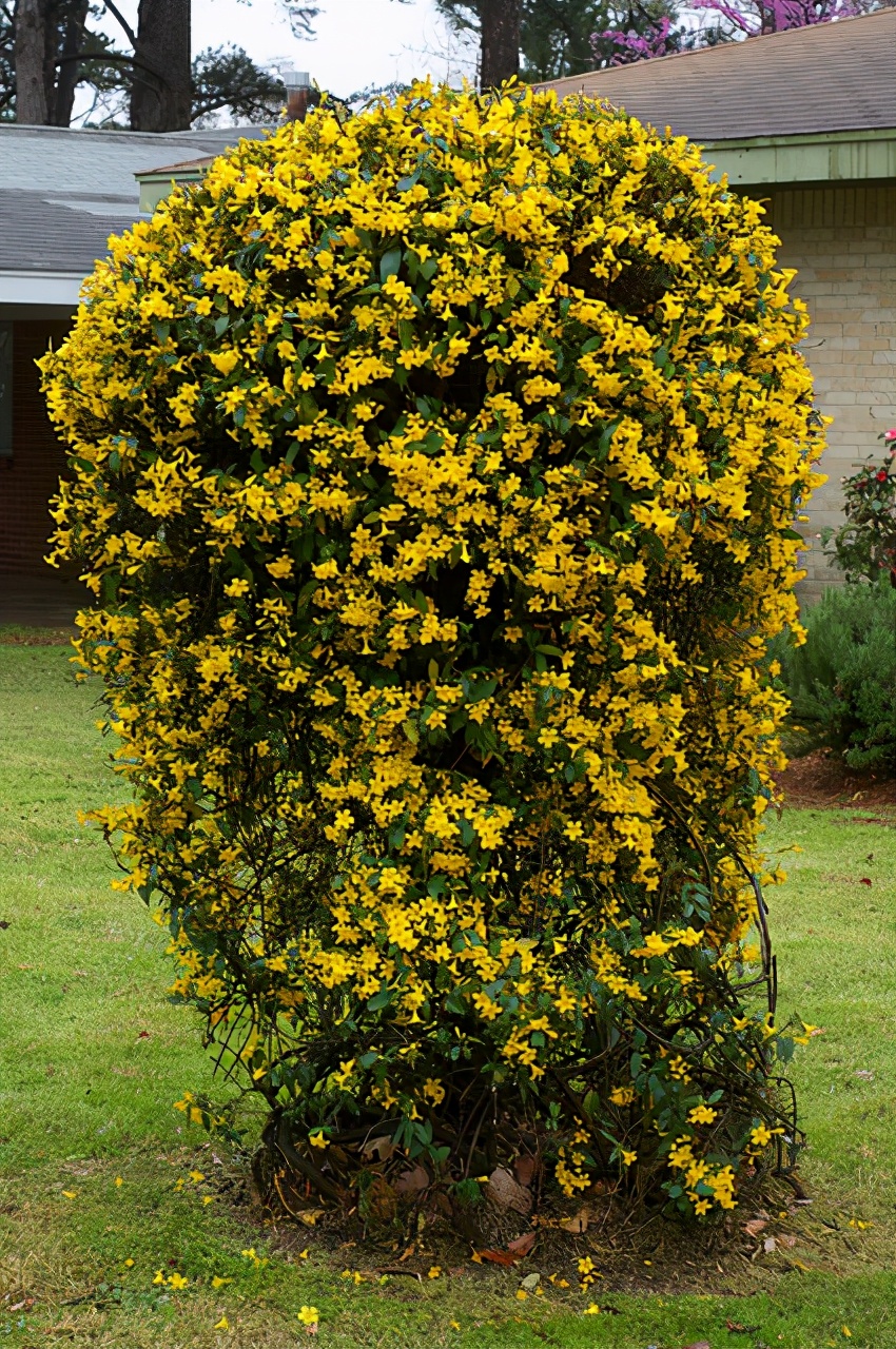 毒性极强的花,网红花的危害